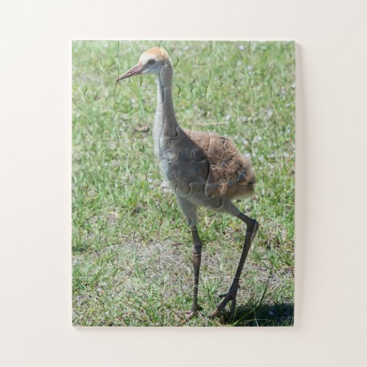 Bird Sandhill Crane Wildlife Fotografie Natuur Legpuzzel (Verticaal)