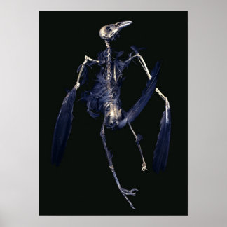 Bird Skeleton Poster