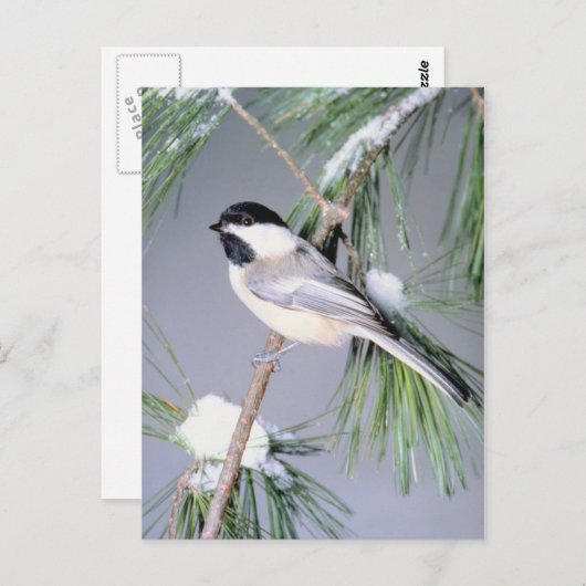 Bird Snow Covered Branch Briefkaart (Voorkant / Achterkant)