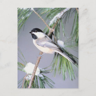 Bird Snow Covered Branch Briefkaart