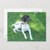 Bird the German Shorthair Pointer Briefkaart (Voorkant / Achterkant)