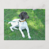 Bird the German Shorthair Pointer Briefkaart (Voorkant)