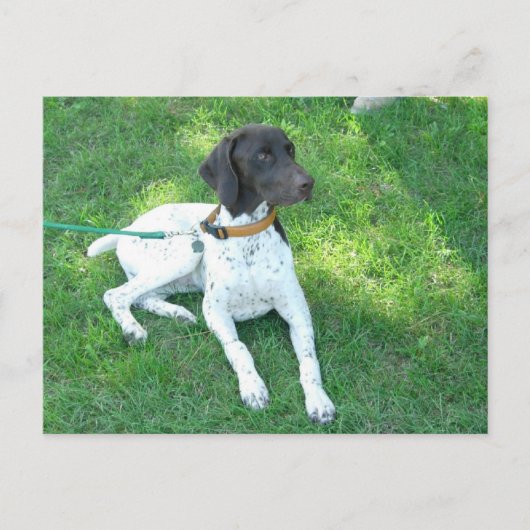 Bird the German Shorthair Pointer Briefkaart (Voorkant)