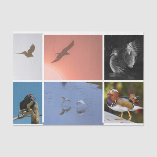 Bird Theme Crow Duck Condor Egret Mixed Media Tissuepapier (Voorkant)