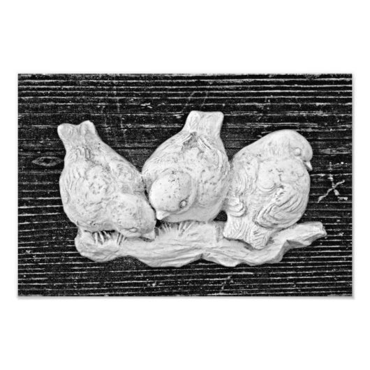 Bird Trio Foto Afdruk (Voorkant)