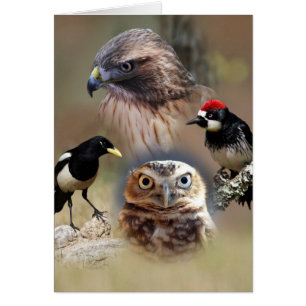 Bird Watcher Collage Cards