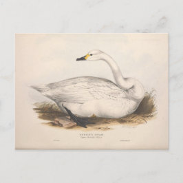 Bird White Swan Ephemera ontkoppeling kunst Briefkaart