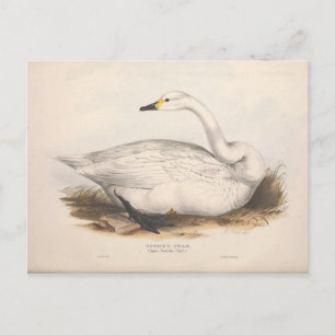 Bird White Swan Ephemera ontkoppeling  kunst Briefkaart