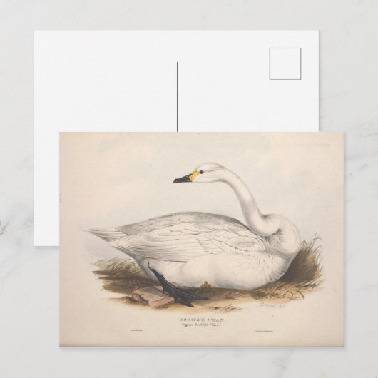 Bird White Swan Ephemera ontkoppeling  kunst Briefkaart (Voorkant / Achterkant)