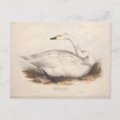 Bird White Swan Ephemera ontkoppeling  kunst Briefkaart (Voorkant)