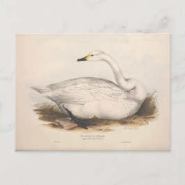 Bird White Swan Ephemera ontkoppeling  kunst Briefkaart