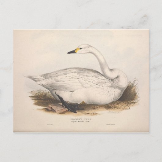 Bird White Swan Ephemera ontkoppeling  kunst Briefkaart (Voorkant)