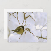 Bird Winter fotografie Briefkaart (Voorkant / Achterkant)