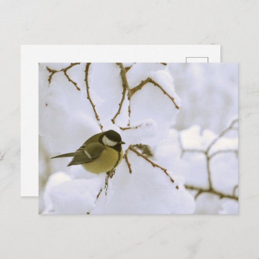 Bird Winter fotografie Briefkaart (Voorkant / Achterkant)