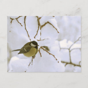 Bird Winter fotografie Briefkaart