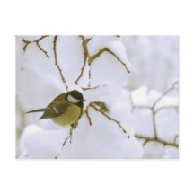 Bird Winter fotografie Briefkaart