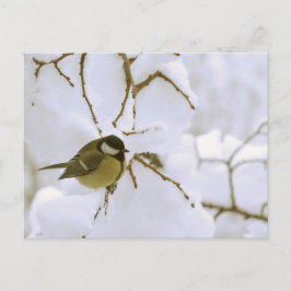 Bird Winter fotografie Briefkaart