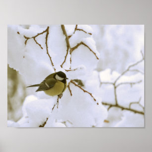 Bird Winter Photo Value Poster papier (mat)