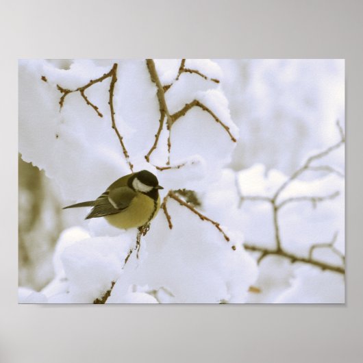 Bird Winter Photo Value Poster papier (mat) (Voorkant)