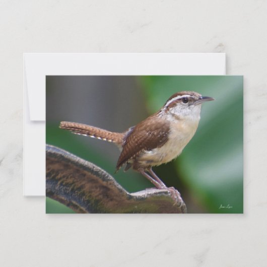 Bird Wren Card Natuur Note card Bedankkaart (Voorkant)