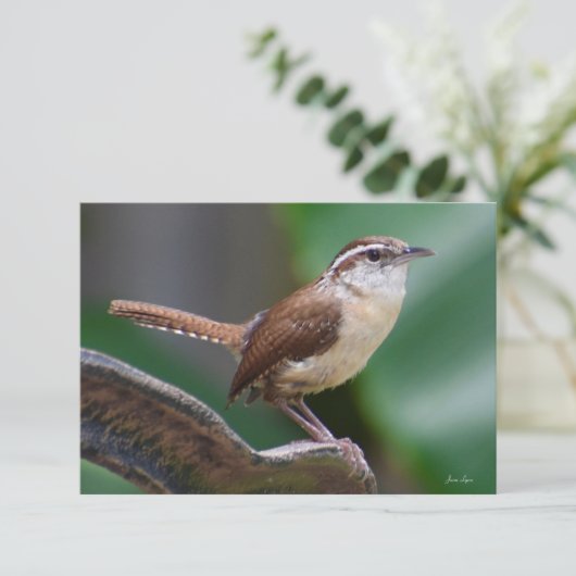Bird Wren Card Natuur Note card Bedankkaart (Staand voorkant)