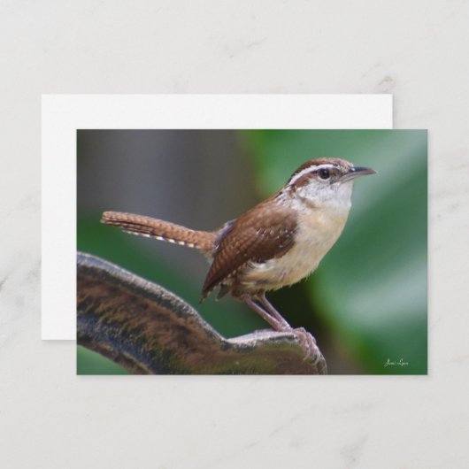Bird Wren Card Natuur Note card Bedankkaart (Voorkant / Achterkant)