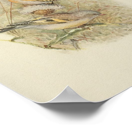  Bird Yellow Black Brown Print (Hoek)