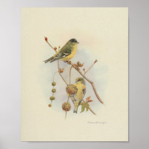  Bird Yellow Brown Print