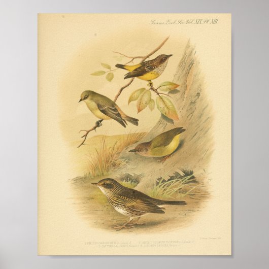Bird Yellow Brown Print (Voorkant)