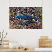 Birdhead Wrasse Poster (Keuken)