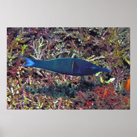 Birdhead Wrasse Poster (Voorkant)