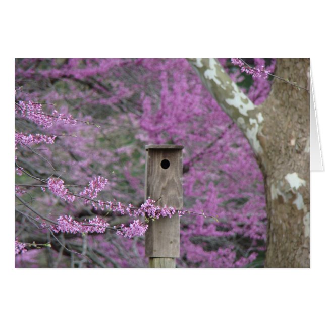 Birdhouse onder Redbud Blossom (Voorkant Horizontaal)