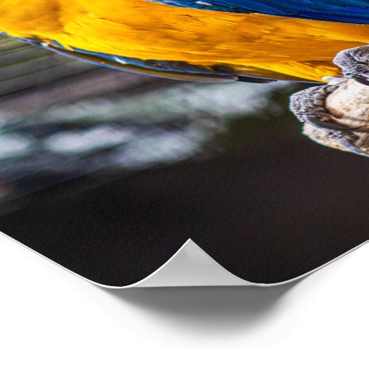 Birdie kleuren blauw poster (Hoek)