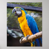 Birdie kleuren blauw poster (Voorkant)