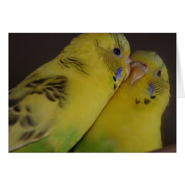 BirdieBird (Voorkant Horizontaal)