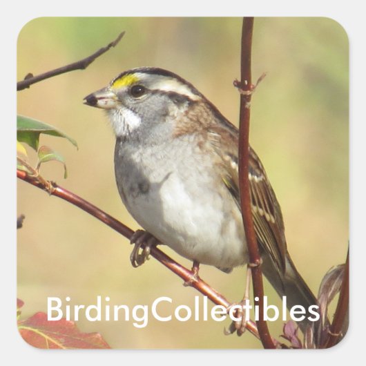 BirdingCollectibles Stickers (Voorkant)