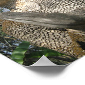 Birdman Wai ... Nong Khai, Isaan, Thailand Poster (Hoek)