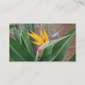 birdofparadijselijke visitekaartjes