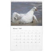 Birds 2017 Wildlife Wall Calendar Kalender (Feb 2027)