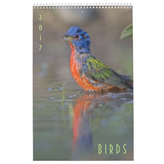 Birds 2017 Wildlife Wall Calendar Kalender (Hoes)