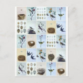 Birds and Nests Briefkaart (Voorkant)