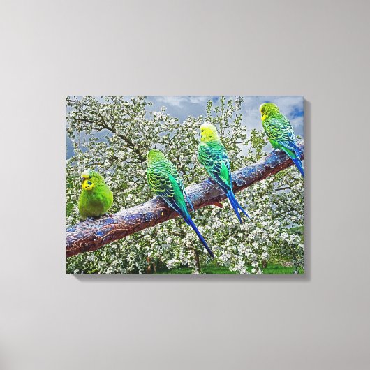Birds - budgies canvas afdruk (Voorkant)