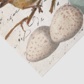 Birds Eggs European Robin French ontoupage Tissuepapier (Detail)
