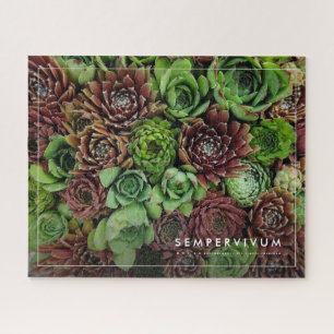 Bird's Eye Uitzicht van Sempervivum Planten Legpuzzel