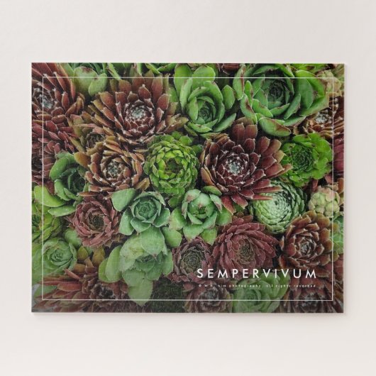 Bird's Eye Uitzicht van Sempervivum Planten Legpuzzel (Horizontaal)