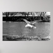 Birds in flight  poster (Voorkant)