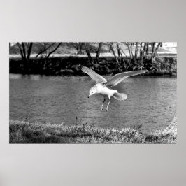 Birds in flight  poster