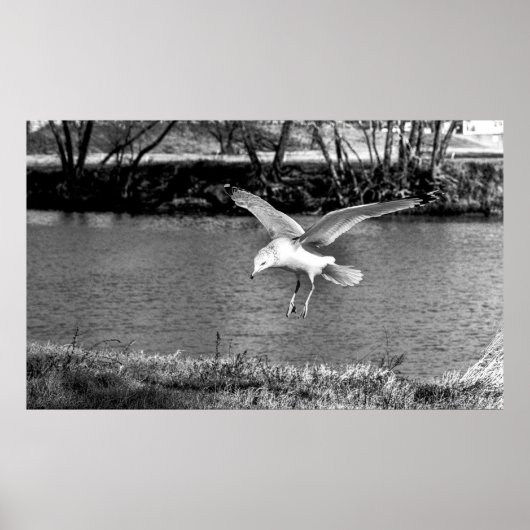 Birds in flight  poster (Voorkant)