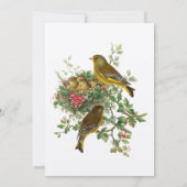 Bird's Nest Baby shower Sjabloon Kaart (Achterkant)