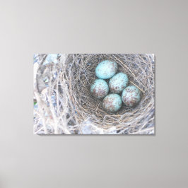 Bird's Nest Blue Eggs Natuur Fotografie Canvas